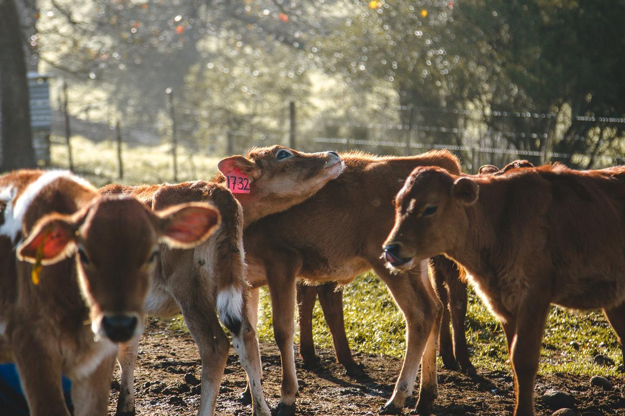 Appelsbosch Guest Farm Villa Swellendam Ngoại thất bức ảnh